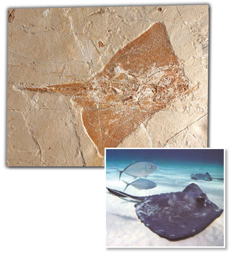  fossil