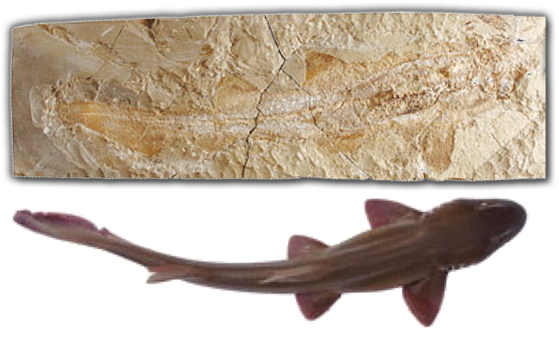 Catshark fossil