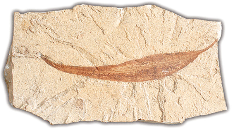  fossil