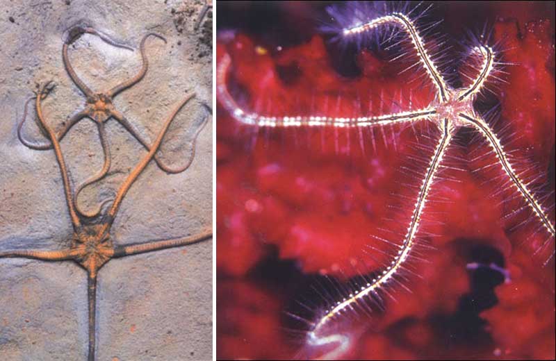 Jurassic period, starfish, fossil