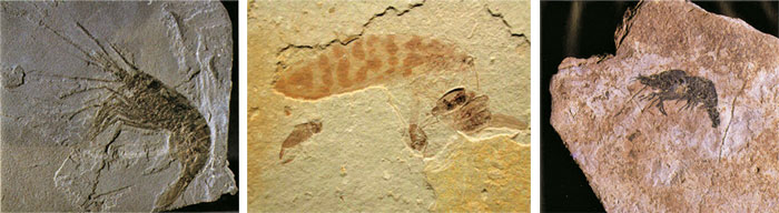 fossilisée