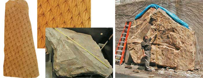 Fossilisés