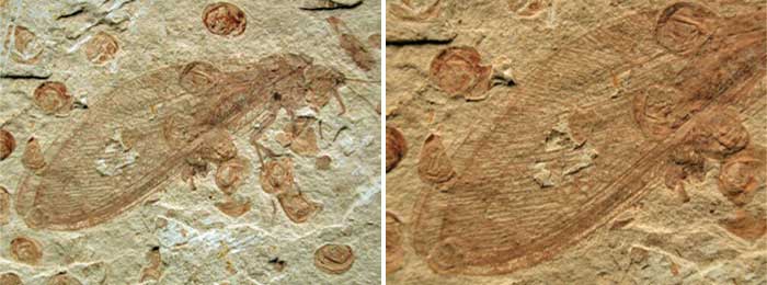 Ascalaphidae