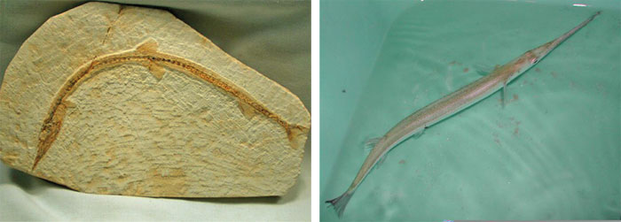 Fossilisés