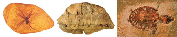 Fossilisés
