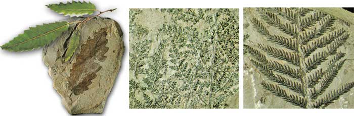 Fossilisés