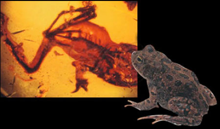 frog