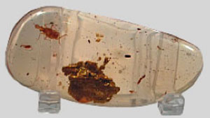 fossil