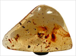 fossil
