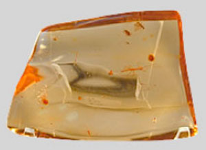 fossil