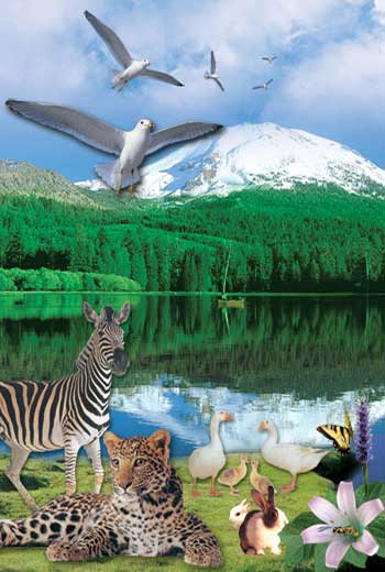 animaux