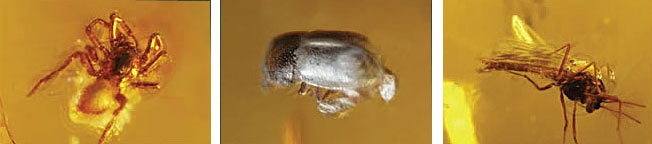 baltique