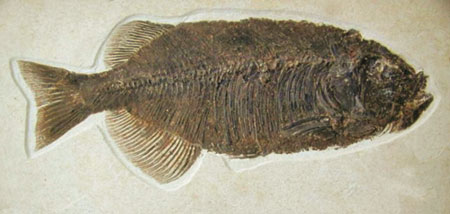 Des Poissons