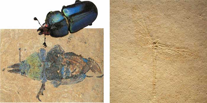 Fossilisés