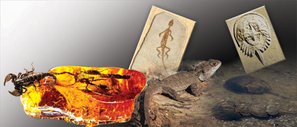 fossilisé