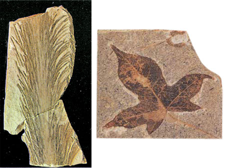 Fossilisés