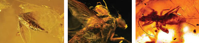 mouche