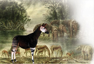 L'okapi