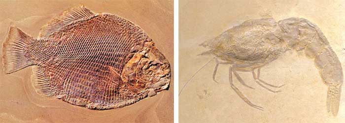 Fossilisés