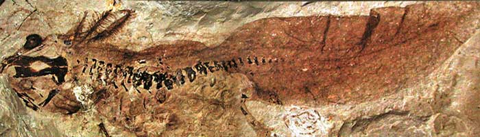 Fossilisés