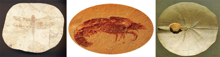 Fossilisés