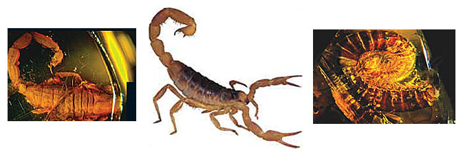 scorpion
