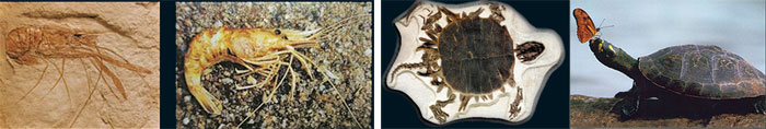 Fossilisés