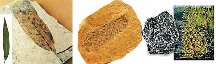 Fossilisés