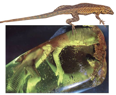 Un fossile