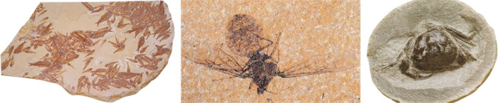 Fossilisés