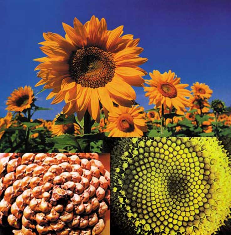 fibonacci, kozalak, lahana, ayçiçeği, spiral
