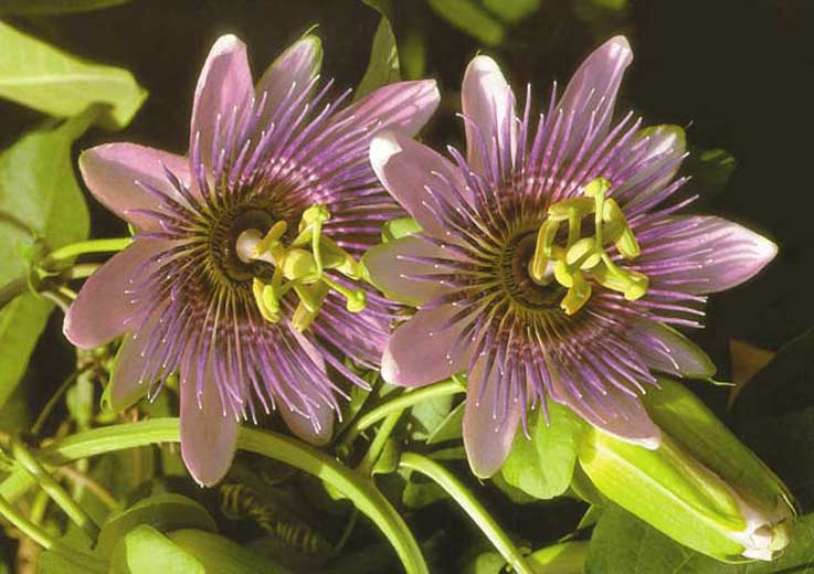 passiflora bitkisi