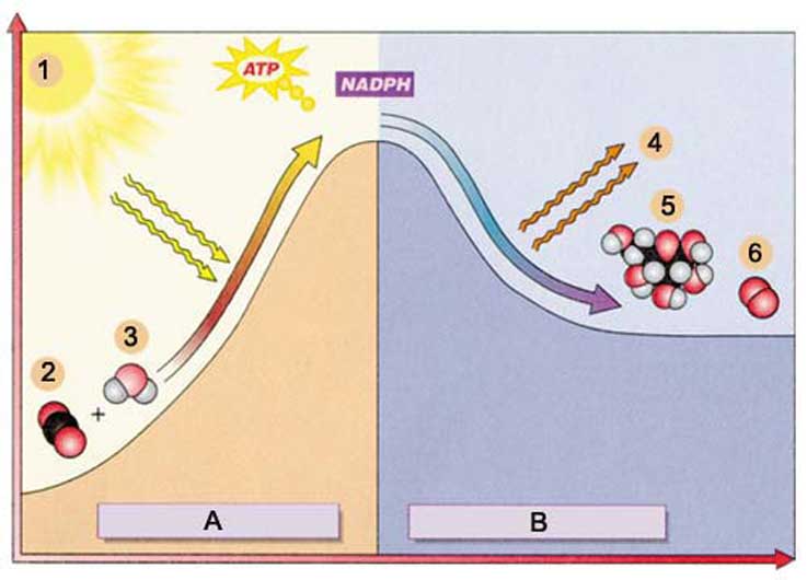 fotosentez, güneş ışığı, karbondioksit, ısı, oksijen, glikoz