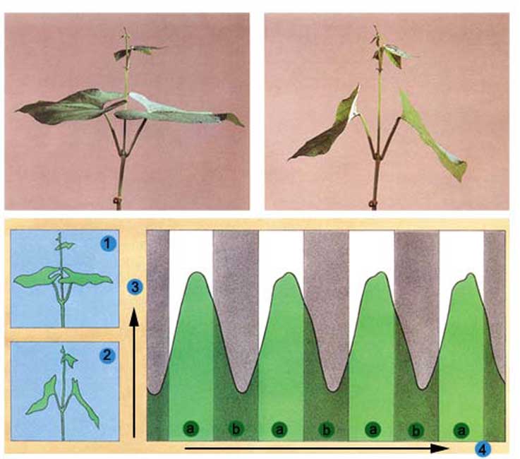 Şemada, bir bitkinin yapraklarının gün içinde aldığı farklı konumlar gösterilmektedir.