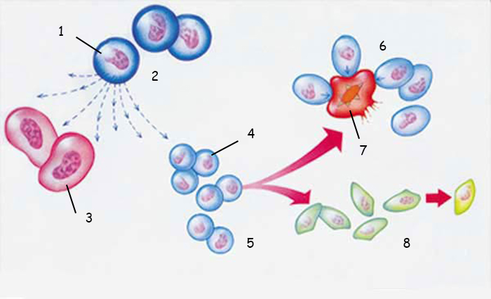 T cells