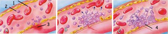 Thrombocyte