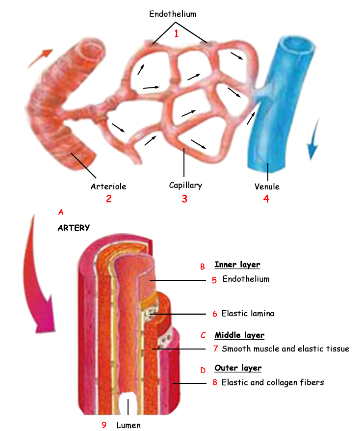artery