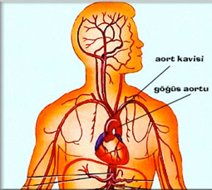aort damarı