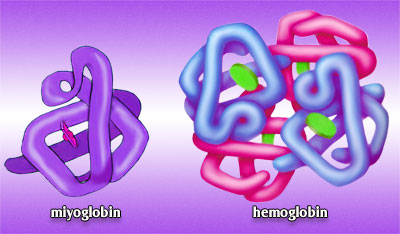 miyoglobin ve hemoglobin