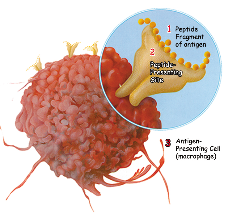 peptid bağı