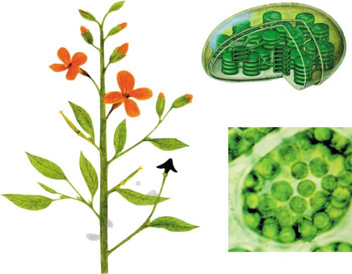LES CELLULES DES PLANTES