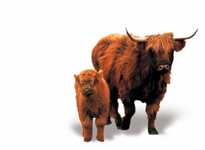 bisons