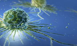 Une cellule immunitaire