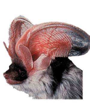 chauv souris
