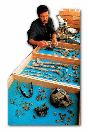 homo erectus fossiles