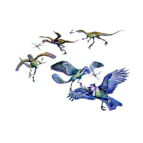 oiseaux