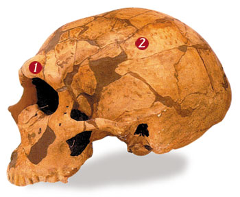 Le crâne de l'homme de Neandertal