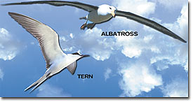 albatros, kirlangic