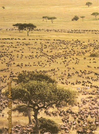 antelope, serengeti