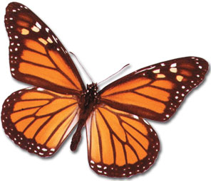 monark kelebekleri